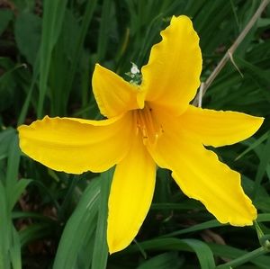 Meet your Posher, Lanah